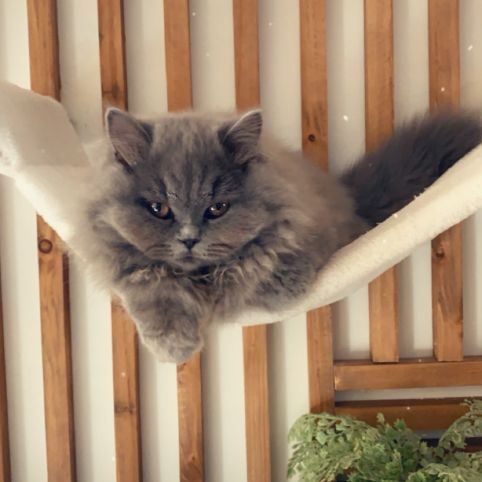 3 chatons british longhair #5