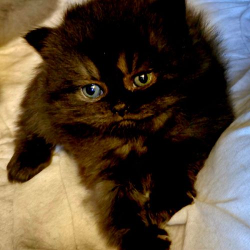 3 chatons british longhair #6