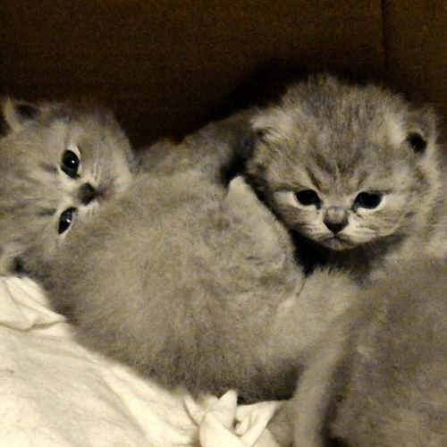3 chatons british longhair #7