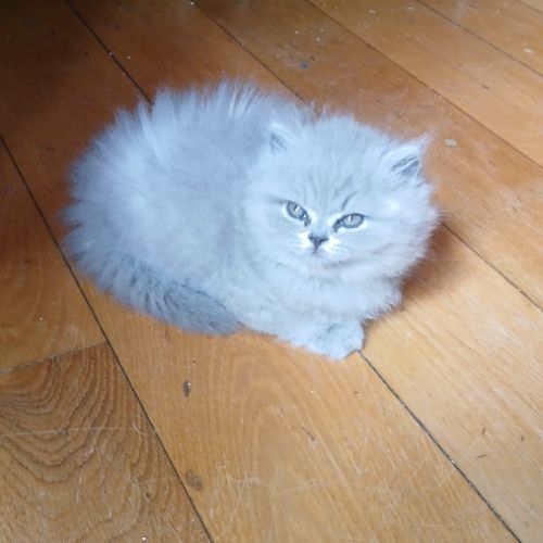 3 chatons british longhair #8