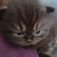 3 chatons british longhair #2