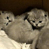 3 chatons british longhair #7