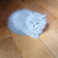 3 chatons british longhair #8