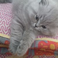 3 chatons british longhair #9