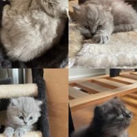 3 chatons british longhair