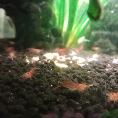 Guppy femelles et mâles + crevettes roses #2