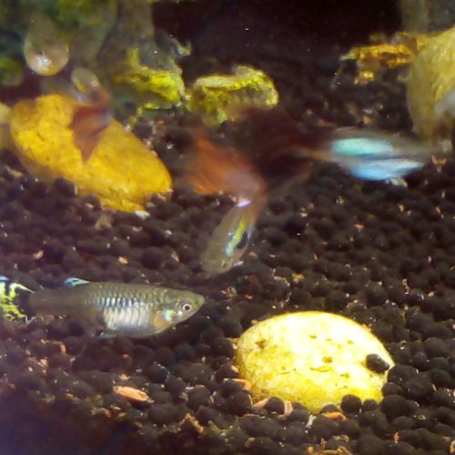 Guppy femelles et mâles + crevettes roses #4