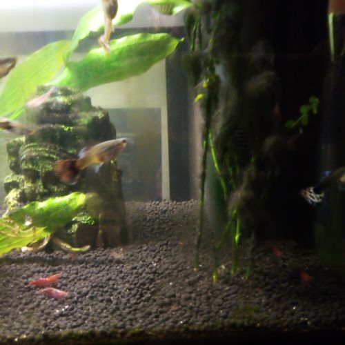 Guppy femelles et mâles + crevettes roses #5