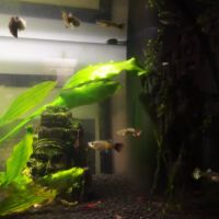 Guppy femelles et mâles + crevettes roses