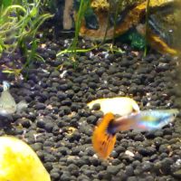 Guppy femelles et mâles + crevettes roses #3