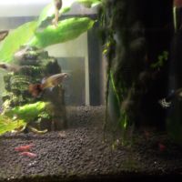 Guppy femelles et mâles + crevettes roses #5