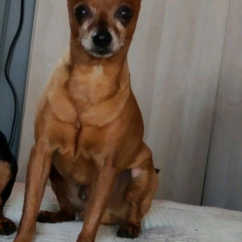 A reserver 4 chiots pinscher nain #1