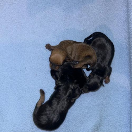 A reserver 4 chiots pinscher nain #2