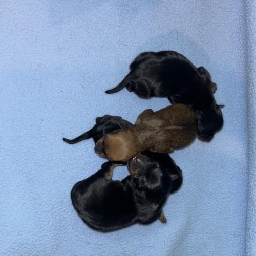 A reserver 4 chiots pinscher nain