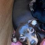 A reserver 4 chiots pinscher nain #4