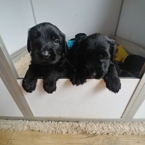 Chiots briard disponibles début juillet 2025 #2