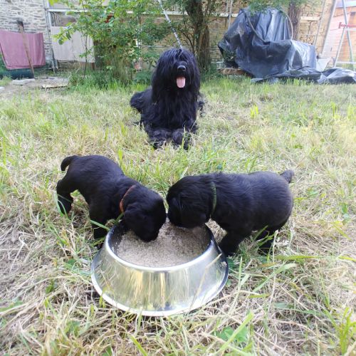 Chiots briard disponibles début juillet 2025 #3