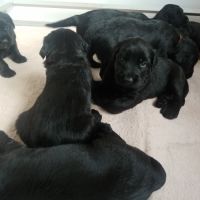 Chiots briard disponibles début juillet 2025