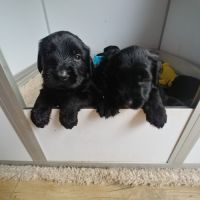 Chiots briard disponibles début juillet 2025 #2