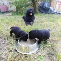 Chiots briard disponibles début juillet 2025 #3