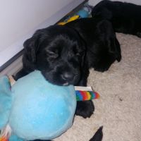 Chiots briard disponibles début juillet 2025 #4