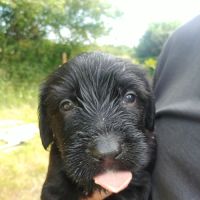 Chiots briard disponibles début juillet 2025 #5
