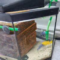 Cichlidés du lac malawi #1