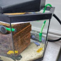 Cichlidés du lac malawi #2