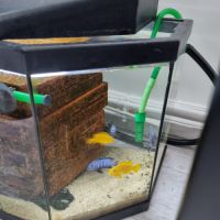 Cichlidés du lac malawi #0