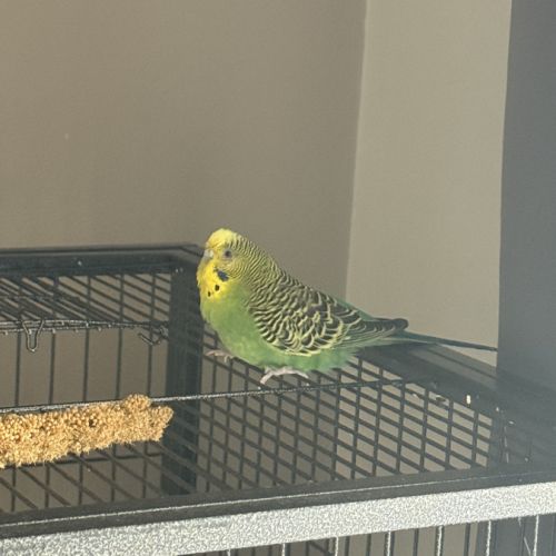 1 perruche femelle #3