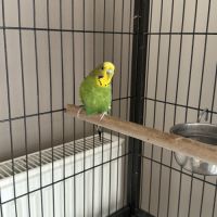 1 perruche femelle #1