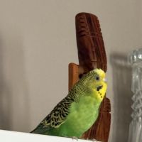 1 perruche femelle #0