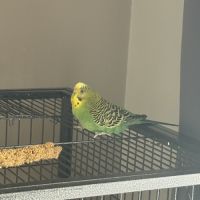 1 perruche femelle #3