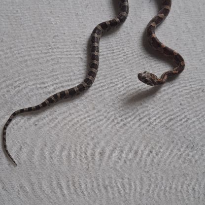 Serpent des blés moins d’un an #1