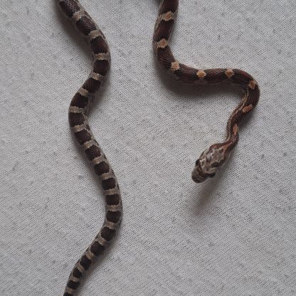 Serpent des blés moins d’un an #3