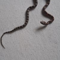 Serpent des blés moins d’un an #1