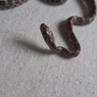 Serpent des blés moins d’un an #0