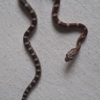 Serpent des blés moins d’un an #3