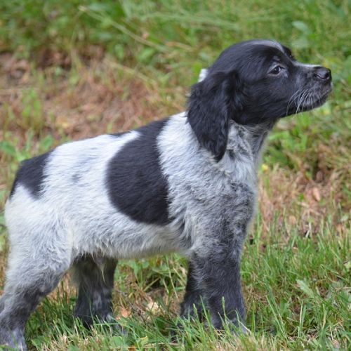 Chiots epagneul breton #1