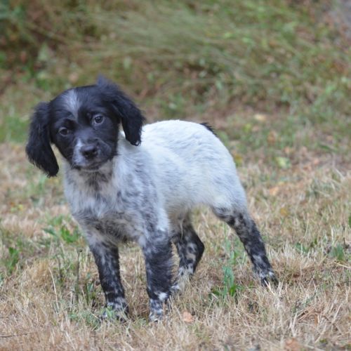 Chiots epagneul breton #2