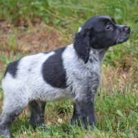 Chiots epagneul breton #1