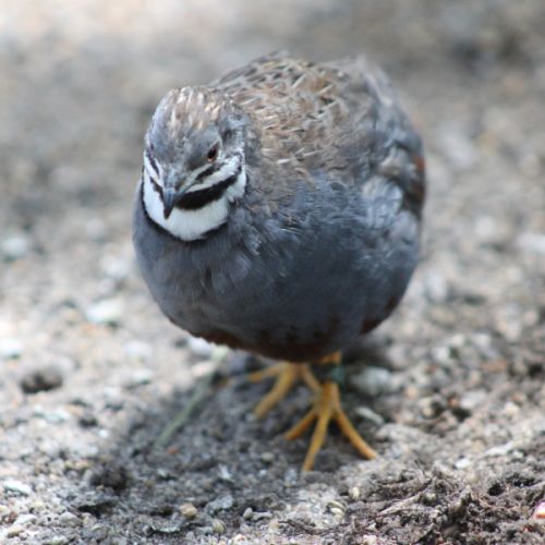 Couple de cailles de chine #1