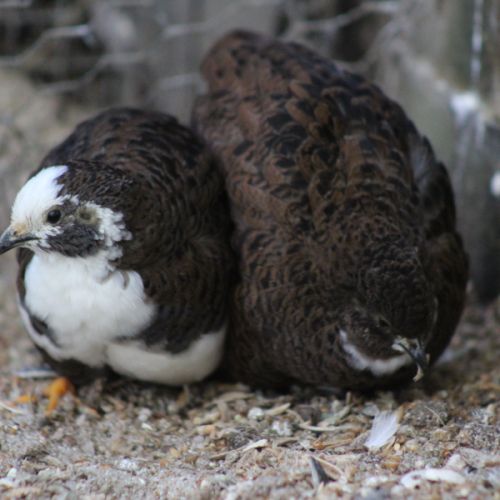 Couple de cailles de chine #2