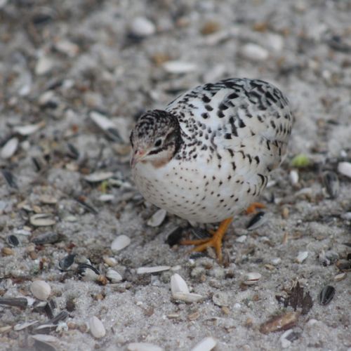 Couple de cailles de chine