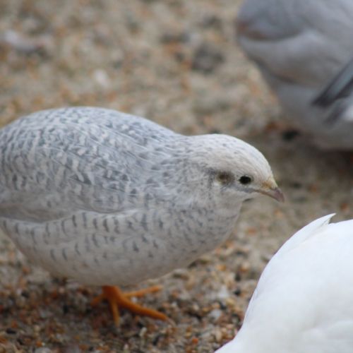 Couple de cailles de chine #4
