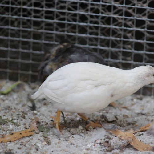 Couple de cailles de chine #5