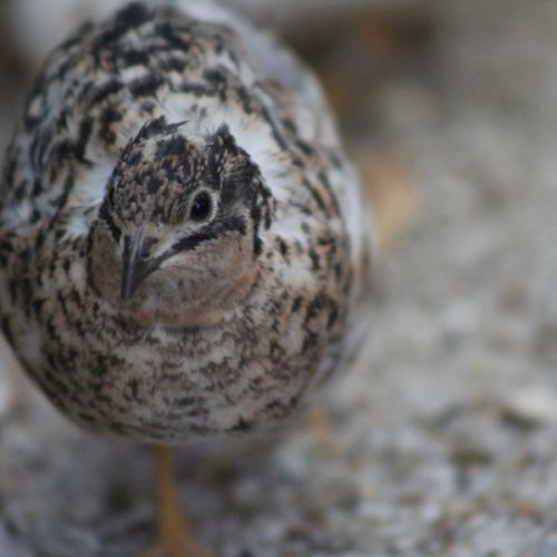 Couple de cailles de chine #6