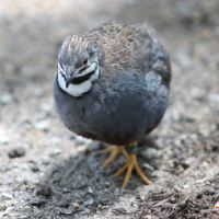 Couple de cailles de chine #1