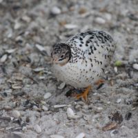 Couple de cailles de chine