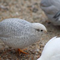 Couple de cailles de chine #4